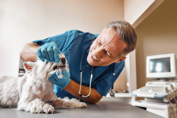 Best Emergency Root Canal Treatment in Park Hill, OK